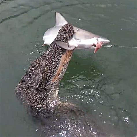 Crocodile Steals Shark Off Fishermans Line Crocodile Camera A