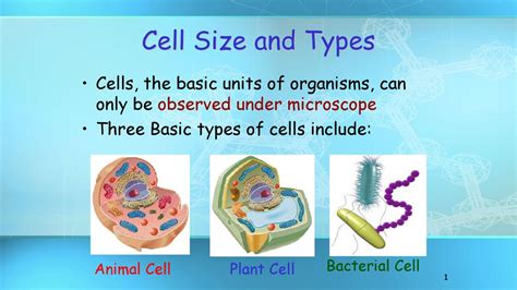 We did not find results for: What Are 3 Types Of Animal Cells - slideshare