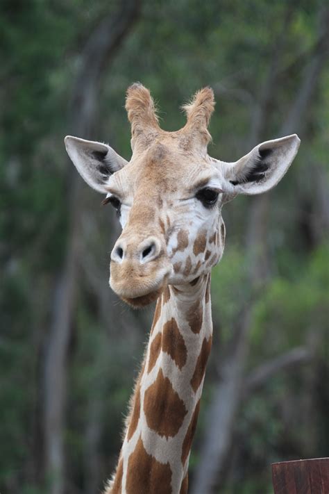 Giraffe Animal Wild Free Photo On Pixabay Pixabay