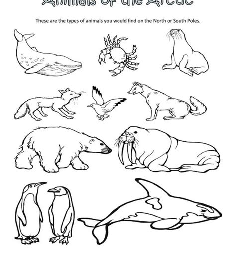 Check spelling or type a new query. Tundra Animals Drawing at GetDrawings | Free download