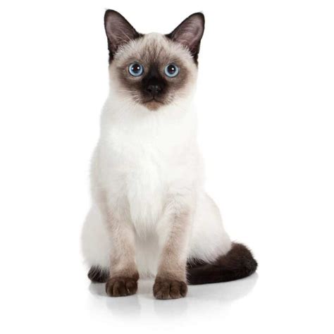 Gato Siamés El Simpático De Ojos Azules Razas De Gatos Smylepets