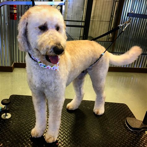 The goldendoodle is an affectionate and gentle dog that has gained popularity since he was first developed in 1990s. Goldendoodle Short Teddy Bear Style Grooming By Alayna Kay ...