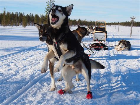 Born To Run Dogsledding In Finlands Arctic Circle