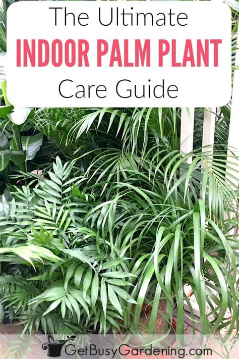 How To Take Care Palm Tree Indoor Onaccountofboredom