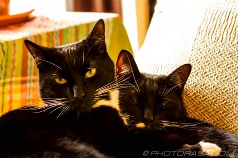 Two Black Cats Cuddling Photorasa Free Hd Photos