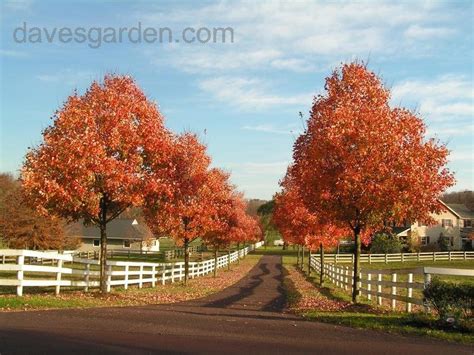 Plantfiles Pictures Southern Sugar Maple Florida Maple Acer Barbatum