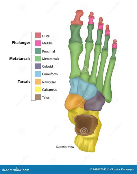Bones Of The Foot Tarsals Or Tarsus Metatarsals Phalanges Stock