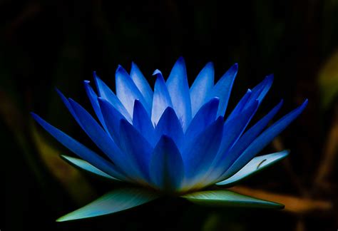 Blue Water Lily Taken At The Botanic Gardens In Sydney Au Flickr