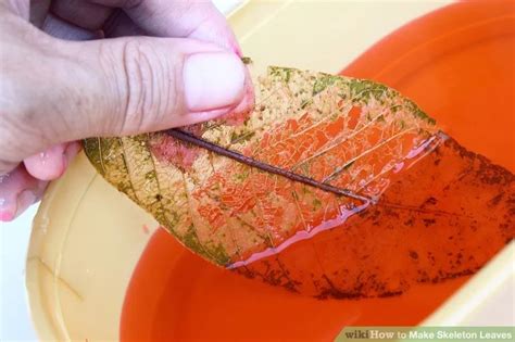 How To Make Skeleton Leaves With Pictures Wikihow Leaf Skeleton
