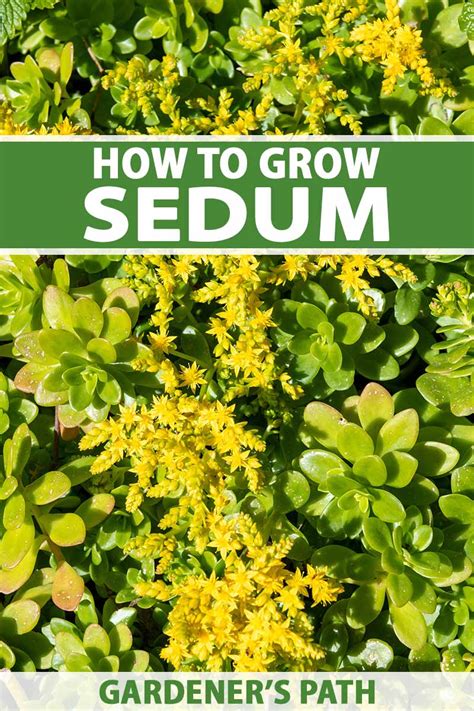 How To Plant And Grow Sedum Stonecrop Gardeners Path