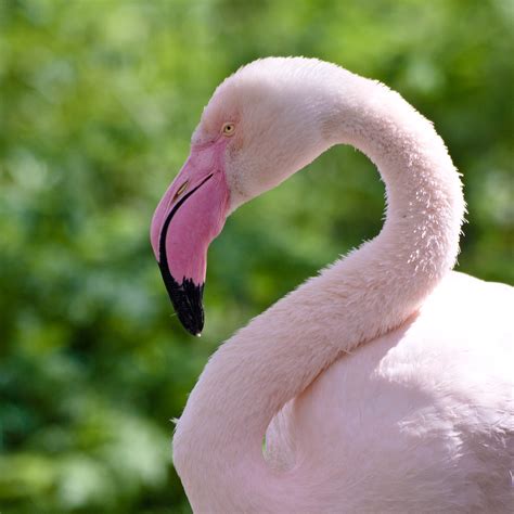 Greater Flamingo | Portrait of a Greater Flamingo at London … | Flickr