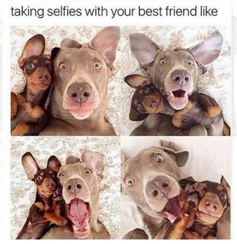 65 Best Funny Friend Memes To Celebrate Best Friends Funny Animal