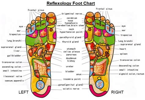 Ankle Reflexology Chart A Visual Reference Of Charts Chart Master