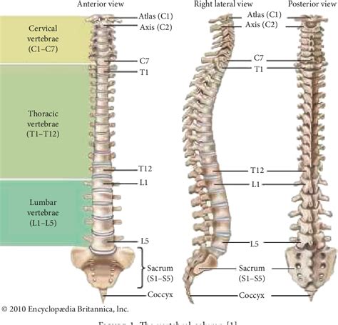 Figure 1 From Cobb Angle Measurement Of Spine From X Ray Images Using