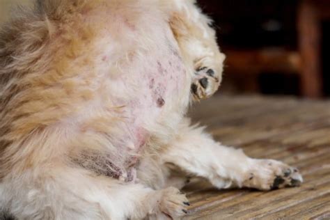Dog Blackheads On Belly 5 Causes And How To Manage Dog Acne Petdt
