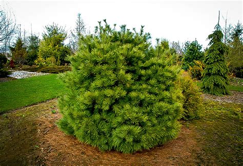 Dwarf White Pine Trees For Sale Online The Tree Center