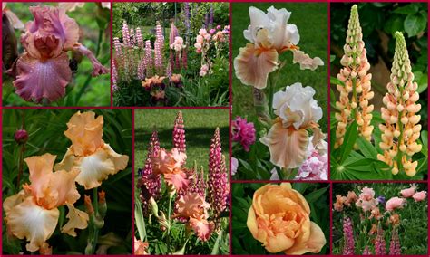 Complimentary Tall Bearded Iris And Companion Plants Poppy Garden Iris