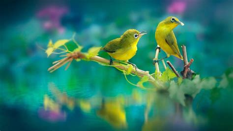 Beautiful Birds Wallpapers Top Những Hình Ảnh Đẹp