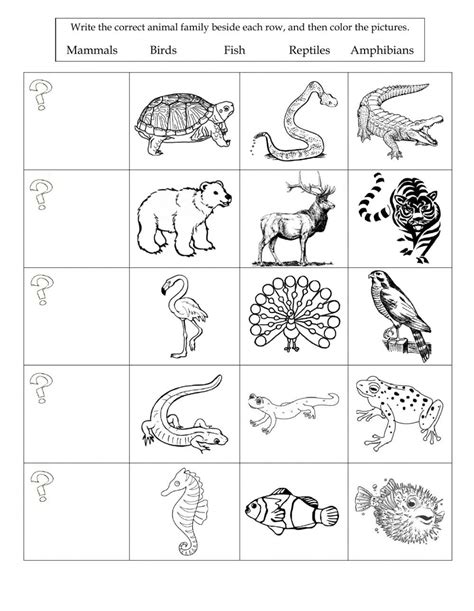 Mammal Taxonomy Worksheets Worksheetscity
