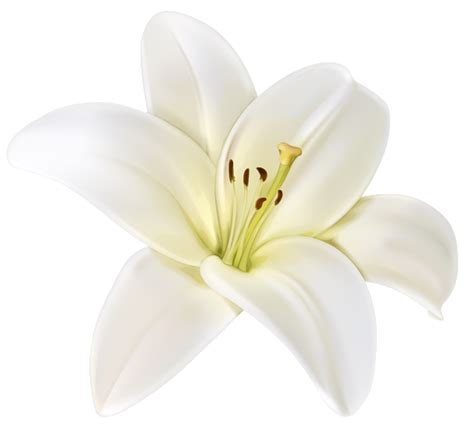 Bunga Lily Png Bunga Lily Png White Lily Flower Png D
