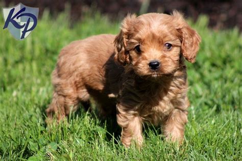 Available cavapoo puppies for sale. Available Cavapoo Puppies Pennsylvania - Pet Inspiration