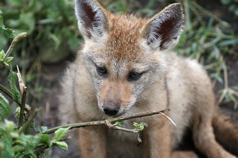 Baby Jackal Flickr Photo Sharing