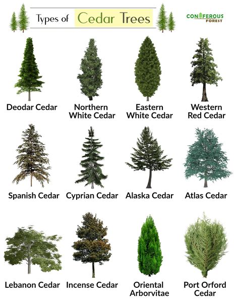 Everything You Need To Know About A Cedar Tree Its Types With Pictures