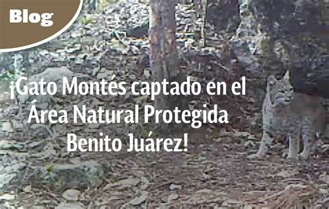 Gato Montés Captado En El Área Natural Protegida Benito Juárez