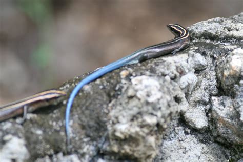 Emoia Caeruleocauda Pacific Blue Tailed Skink Pacific Bl Flickr