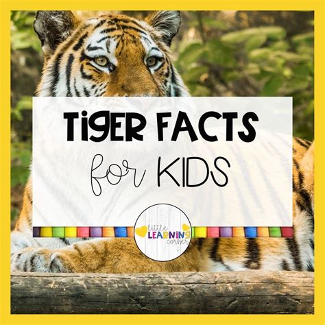 55 Fun Tiger Facts For Kids Little Learning Corner