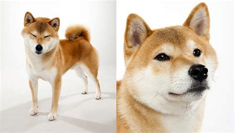 Shiba Inu Dog Breed Selector Animal Planet