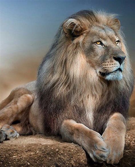 Peaceful Posing Lion🦁🌎 How Would You Caption This