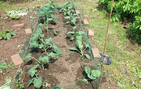 How To Grow Broccoli Love2learn Allotmenting