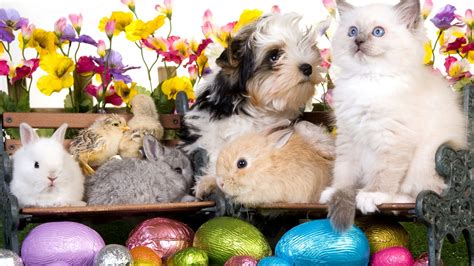Cats Easter Wallpapers Wallpaper Cave