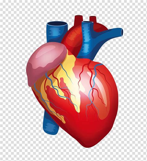 Human Heart Illustration Heart Liver Kidney Human Body Organ Human