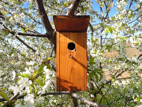 Free Images Nature Branch Flower Fauna Birds Birdhouse Bough