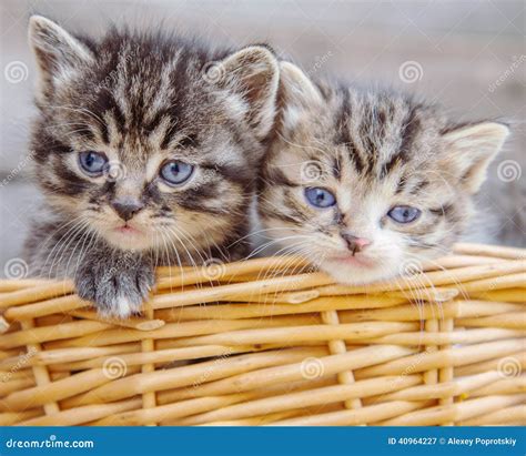 Kittens In A Basket Stock Image Image Of Tabby Beautiful 40964227