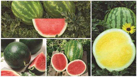 12 Watermelon Varieties You Need To Know Growing Produce