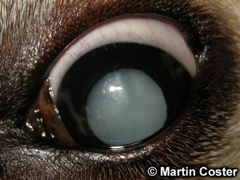 Canine Cataract Eye Drops