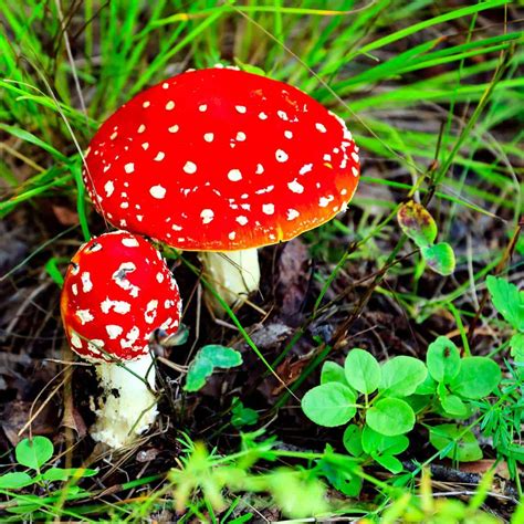 Are Lawn Mushrooms Edible Progardentips