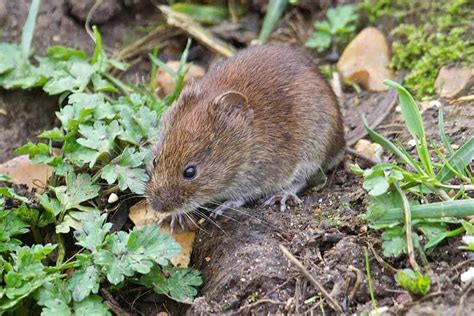How To Get Rid Of Voles In The Garden