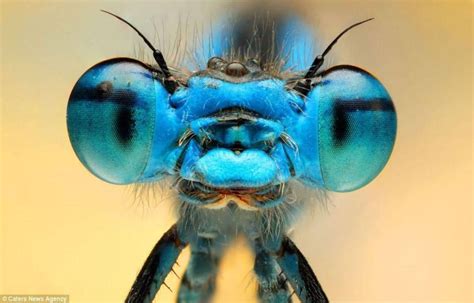 Dragonfly Close Up Hd Wallpaper Insect Eyes Insects Close Up Portraits