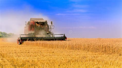 Working Harvesting Combine In The Field Of Wheat Rich Harvest Stock