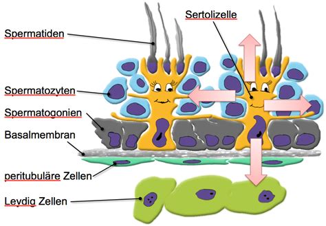 Das wesentliche element der blut hirn schranke bilden die endothelzellen mit ihren tight junctionsfur funktion sowie aufbau und entwicklung der blut hirn schranke sind jedoch noch zwei andere zelltypen die perizyten und die astrozyten von grosser bedeutung. Die Nanny im Manne | Funktionelle Histologie