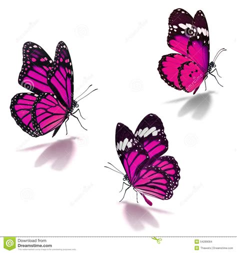 Three Pink Monarch Butterfly Stock Photo Image 54289084
