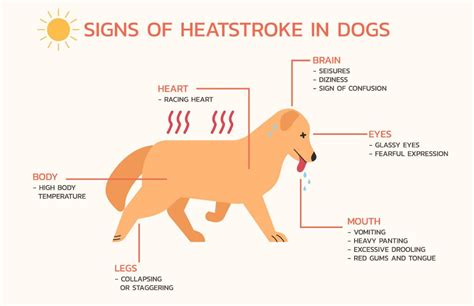How To Avoid Heat Stroke In Dogs Dog Savvy