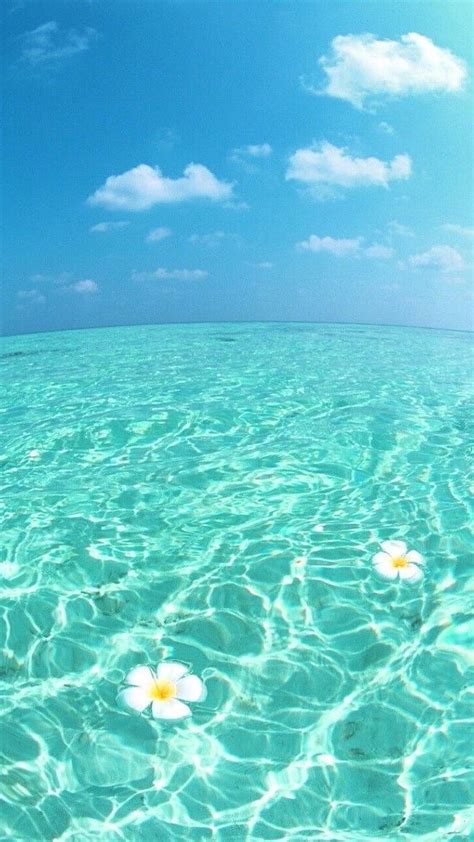 Blue Sky Turquoise Ocean Water Cute Backgrounds White Flowers Floating Turquoise Sea HD