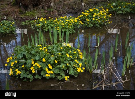 Caltha Palustris Kingcup Or Marsh Marigold Yellow Flowers With Flag