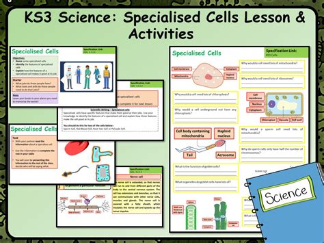 Ks3 Science Specialised Cells Lesson And Activities Teaching Resources