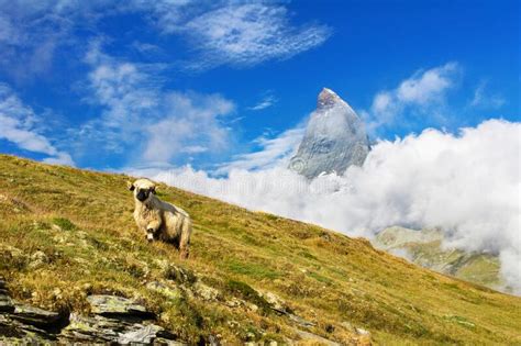 Sheep And Matterhorn Stock Image Image Of Mountaineering 5804043
